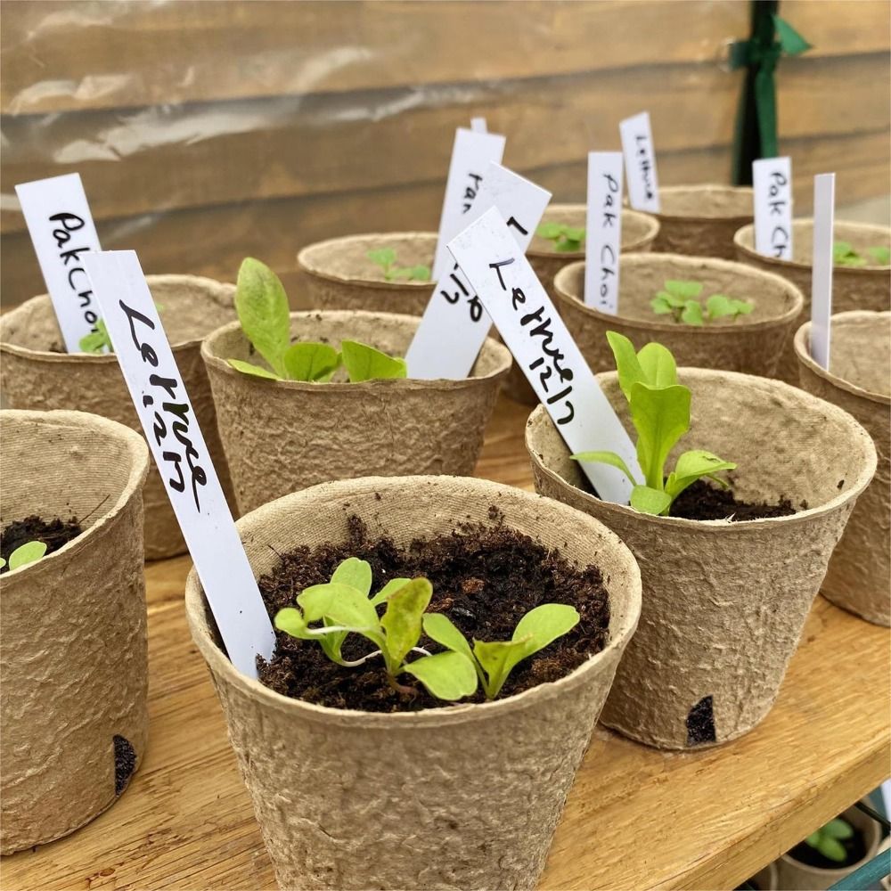 50PCS Biodegradable Plant Star - огляд і ціна Seed Starter Trays